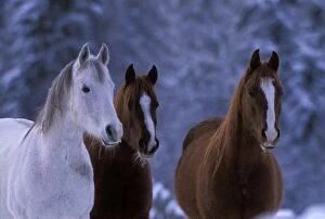 Arabs Gallery: Horses - Three Arabian Mares standing together
