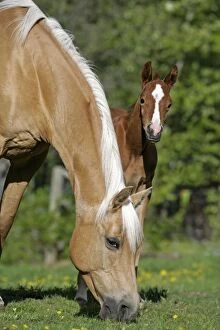 Caballus Gallery: Horses - Arabian Palomino Mare and Foal in meadow