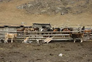 Paddock Prints: Horses & Cattle - Farmer Ranch, Tienschan, Kazakhstan