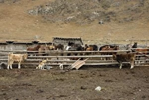 Images Dated 6th October 2007: Horses & Cattle - Farmer Ranch, Tienschan, Kazakhstan