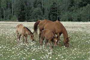 Horses - Chestnut Mare with twin foals at summer