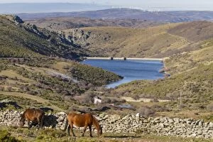 Horses feeding in field Mount Abantos, Sierra de