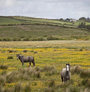 Two horses in a field of yellow wildflowers