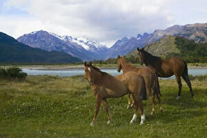 Horses graze on meadow by glacier water