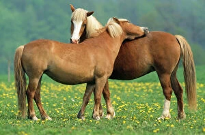 HORSES - Haflinger, two grooming