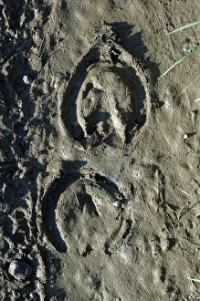 Horses Hoof - Imprint in the mud