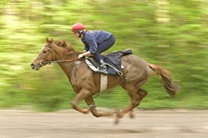 Images Dated 25th May 2007: Horses - & jockey galloping. Horses - & jockey galloping