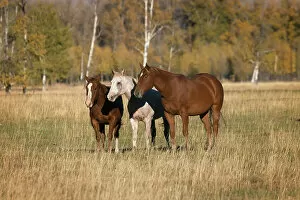 Images Dated 29th December 2021: Horses just outside, Grand Teton National Park, Wyoming Date: 30-09-2020