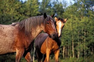 Horses - Mare and Foal together at summer pasture