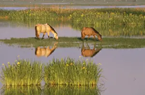 Horses in marsh, Coto Donana National Park - Spain