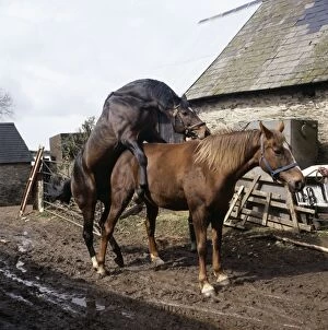 Stallion Collection: Horses Mating in farmyard