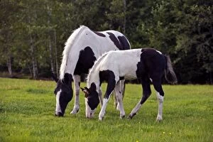 Horses - Paint Mare with Colt grazing together at pasture