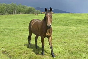 Toed Gallery: Horses in pasture, British Columbia