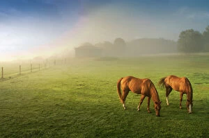 Images Dated 20th January 2022: Horses in pasture, Michigan. Date: 17-08-2011