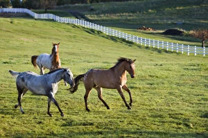 Images Dated 11th March 2011: Horses in pasture near Polson, Montana