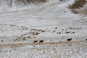 Images Dated 8th October 2007: Horses and Sheep herds, Tienschan, Kazakhstan