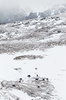 Images Dated 24th January 2012: Horses in snow covered mountains Bulgaria MA002362