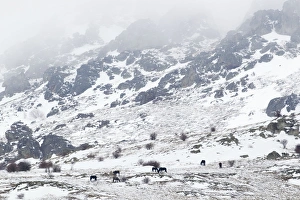 Images Dated 24th January 2012: Horses in snow covered mountains Bulgaria MA002363