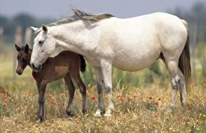 Images Dated 12th October 2010: Horses - Spanish Ponies - with foal - Coto Donana Spain