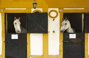 Horses - Stallions in their stable