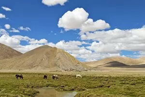 Images Dated 8th June 2006: Horses - Tibetan landscape