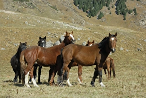 Images Dated 30th September 2007: Horses - Tienschan, Kazakhstan