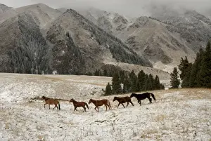 Horses, Tienschan mountain, Kazakhstan