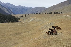 Images Dated 6th October 2007: Horses, Tienschan mountain, Kazakhstan