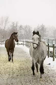 Horses in winter frost and snow