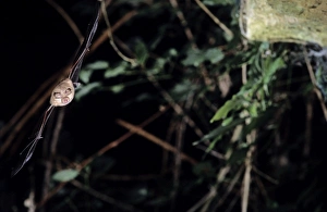 Horseshoe bat flying into a cave (old iron mine) post breading season (end of august) Horseshoe bat flying into a cave (old iron mine) post breading season (end of august)
