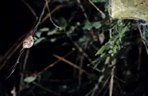 Horseshoe bat flying into a cave ( old iron mine) post breading season ( end of august) French jura