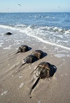 Horseshoe Crab