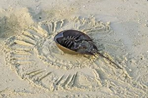 Images Dated 28th April 2006: Horseshoe Crab - on back, often found on beach after tide recedes. Reeds Beach, New Jersey, USA