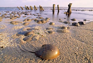 Images Dated 28th April 2006: Horseshoe Crab - often found on beach after tide recedes. Sea groynes in background
