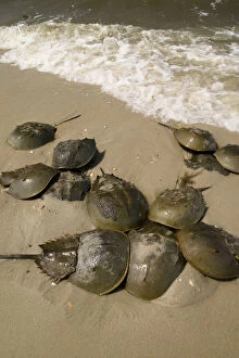 Shell Gallery: Horseshoe crab, Cervus canadensis, on a