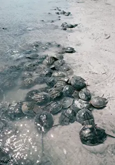 Crab Prints: Horseshoe Crab FG 5658 Spawning beach Limulus polyphemus © Francois Gohier / ARDEA LONDON