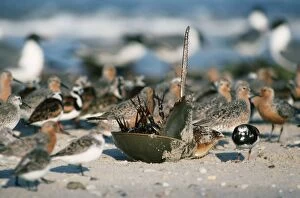 Images Dated 22nd May 2008: Horseshoe Crab - overturned Delaware Bay Northeast seaboard USA