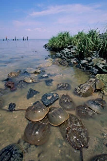 Images Dated 28th April 2006: Horseshoe Crab Reeds Beach, New Jersey, USA