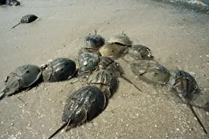Spawning Prints: Horseshoe Crab - Spawning beach