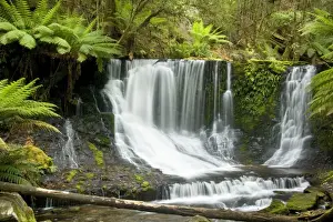Horseshoe Falls - beautiful horseshoe-shaped waterfall cascades down a moss-covered cliff. It is located in lush temperate rainforest with lots of ground ferns and tree ferns - Mount Field National Park, Tasmania, Australia