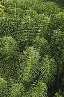 Horsetail. Princess Royal Island - British Columbia - Canada - Cathedral Grove Genus: Equisetum