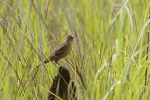 Horsfield's Bushlark / Singing Bushlark - Singing at Mt Barnett, Gibb River Road, Kimberley, Western Australia