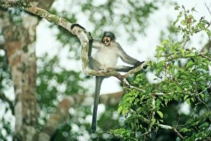 Hoses langur / Grey leaf monkey - Hanging from branch