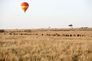 Balloons Prints: Hot Air Balloon - over grazing animals - Masai Mara - Kenya