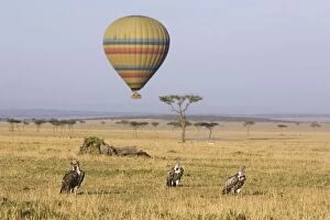 Images Dated 5th October 2007: Hot Air Balloon over the Msai Mara - Vultures in foreground