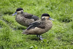 Hottentot Teal - 2 ducks resting, Lower Saxony, Germany