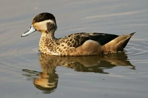 Hottentot Teal - on water