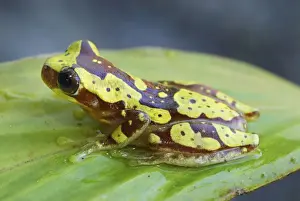 Hourglass Tree Frog Cahuita N. P. Costa Rica