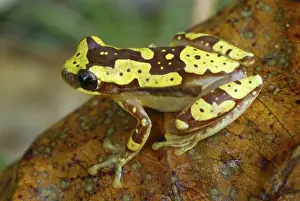 Hourglass Tree Frog Cahuita N. P. Costa Rica