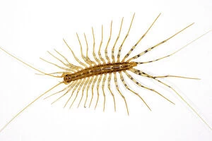 House centipede - on a bedroom wall; originally from south Europe, but now widespread through the world